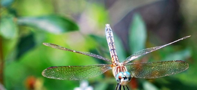 blue dragonfly