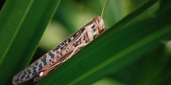 large grasshopper
