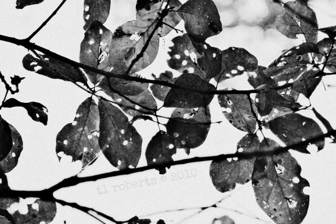 black and white leaves