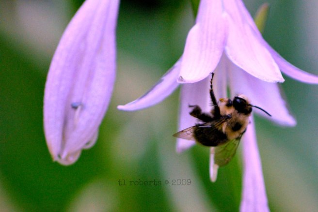 hosta flower and bee