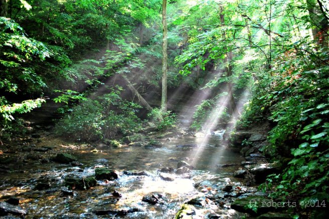 sunlight filtering through trees