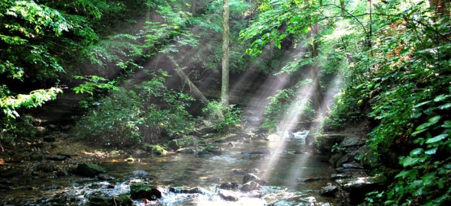 sunlight filtering through trees