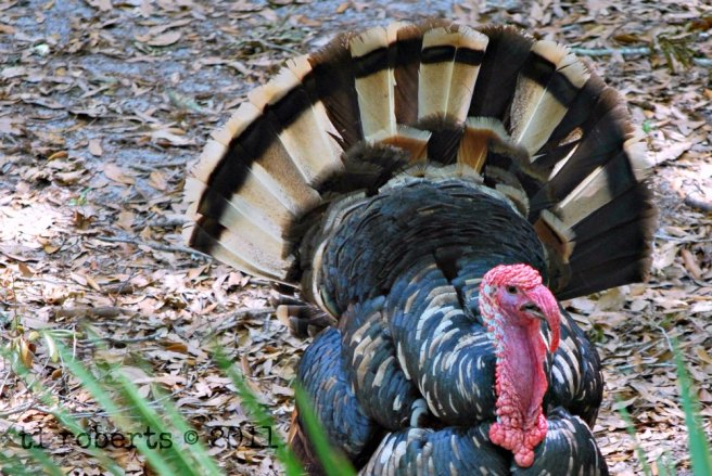 tom turkey tail feathers spread