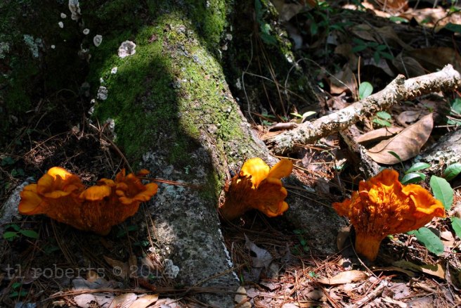 three orange fungi