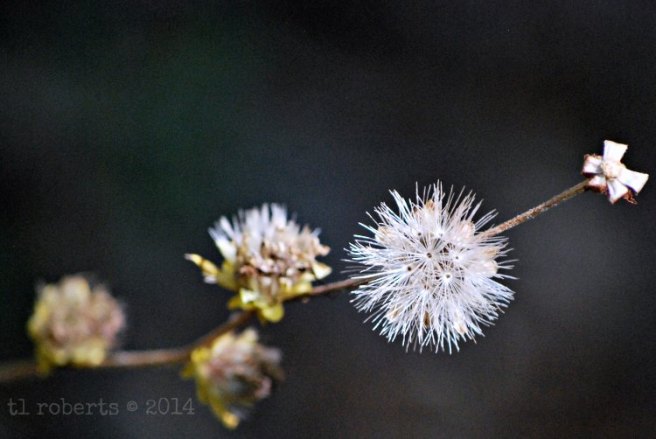 dandelion fluff