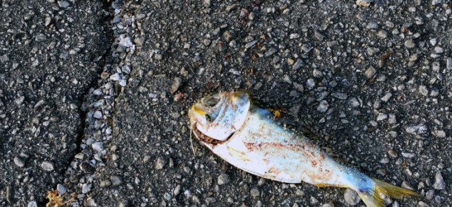 dead fish