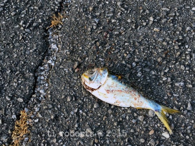 dead fish