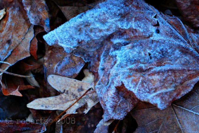 ice crusted leaf