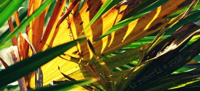 backlit palm frond