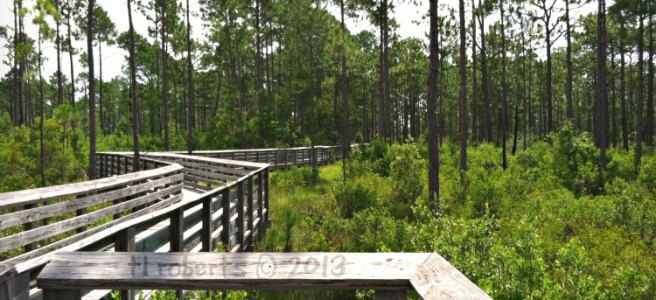 marsh boardwalk