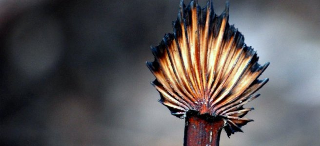 burnt palm frond