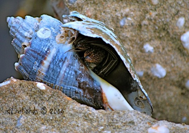 hermit crab