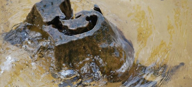 heart shaped tree stump