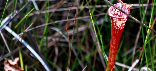 red-veined pitcher plant
