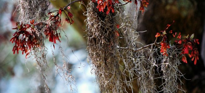 red maple seeds and spanish moss