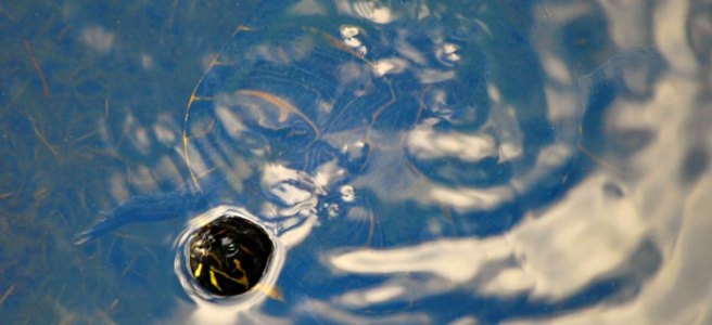 creek turtle