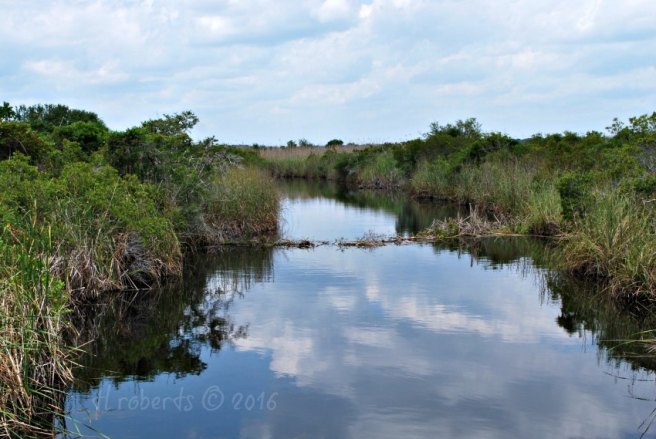 creek running through green landscape