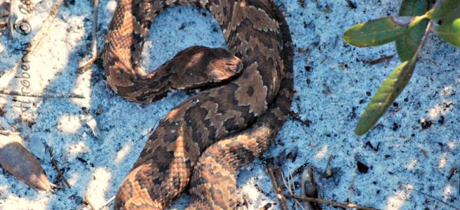 coiled cottonmouth