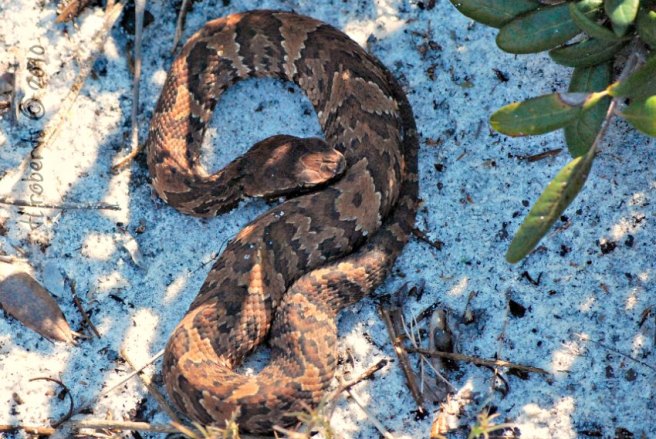 coiled cottonmouth