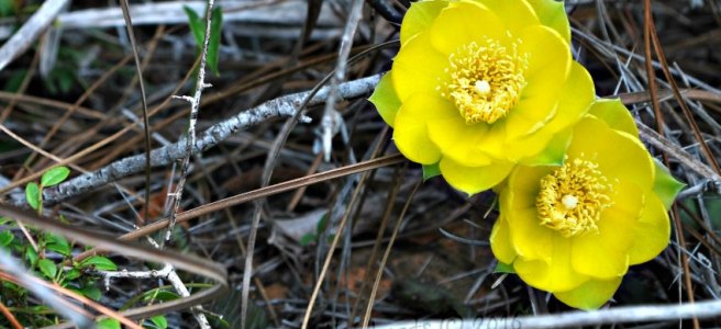 prickly pear bloom