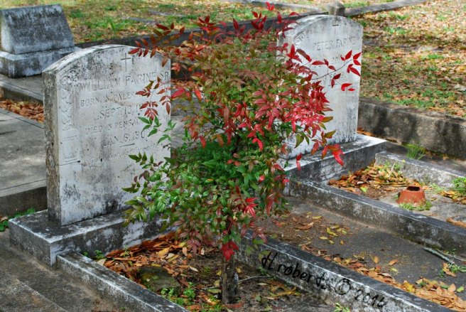 tree growing in grave plot