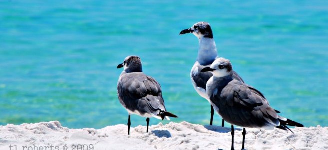 seagull trio