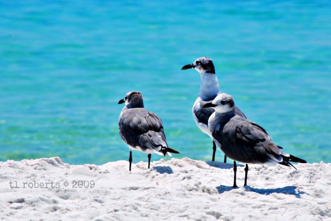 seagull trio