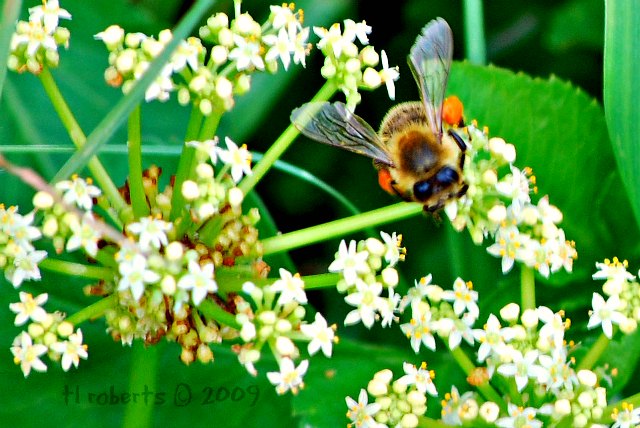 bee with pollen