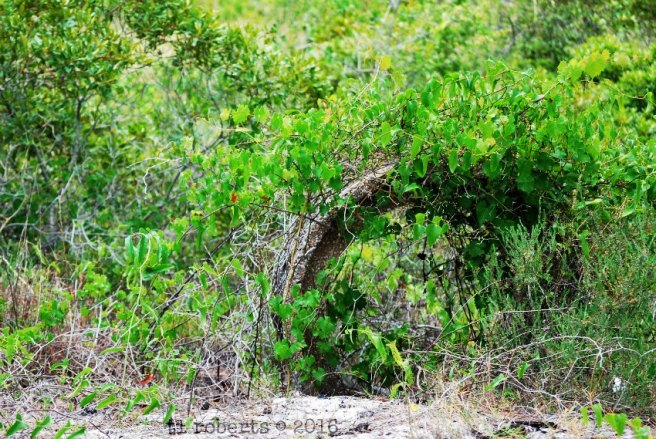 concrete pipe covered in vines
