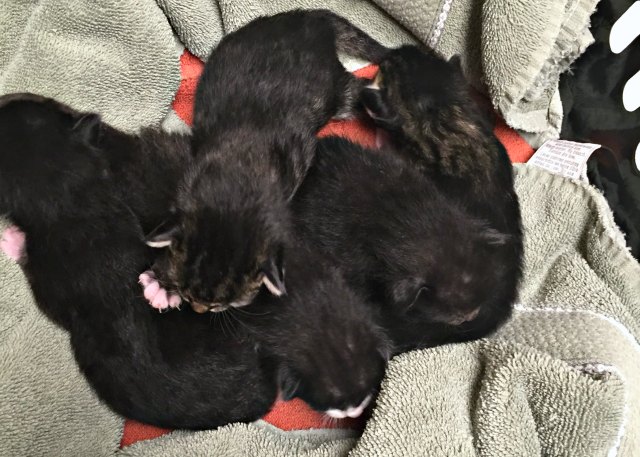 newborn kittens
