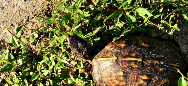 box turtle