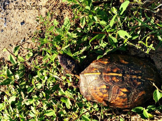 box turtle