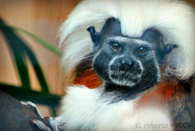 close-up of a cotton top tamarin monkey