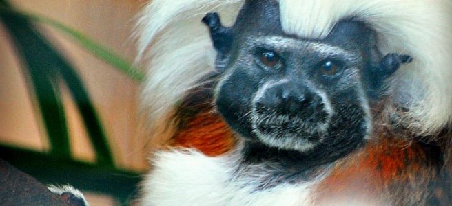 close-up of a cotton top tamarin monkey