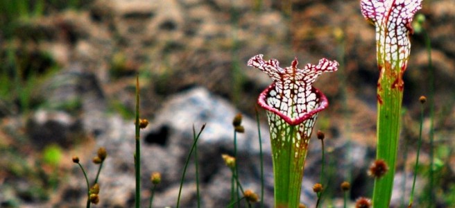 crimson pitcher plants