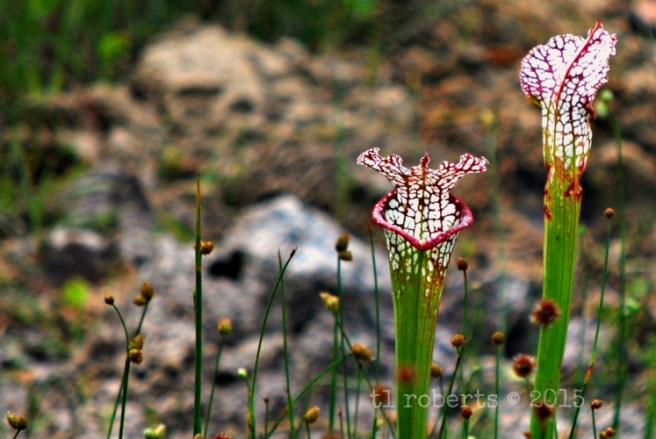 crimson pitcher plants