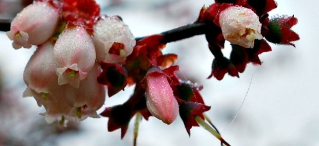 pink blueberry blossoms covered in dew