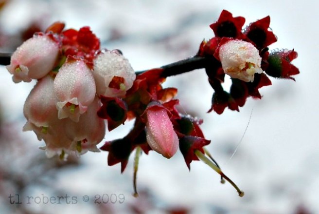 pink blueberry blossoms covered in dew