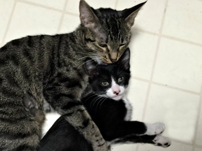 Mother cat and kitten