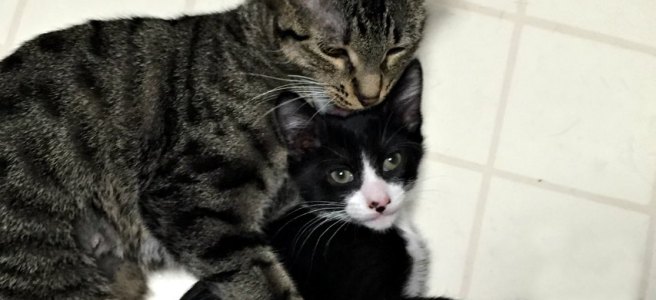 Mother cat and kitten