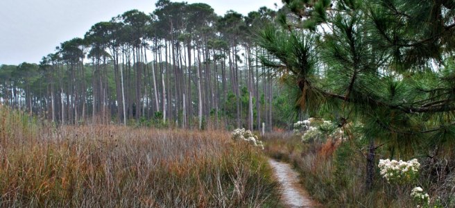 pine tree grove at the end of a sandy trail