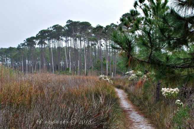 pine tree grove at the end of a sandy trail