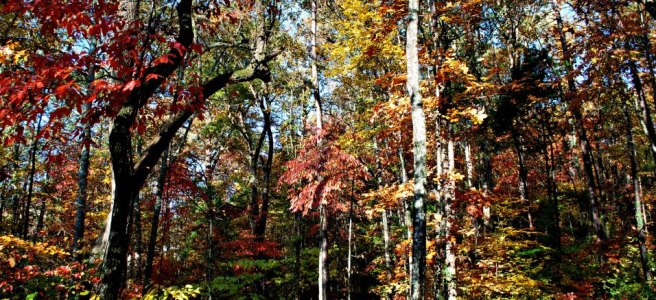 woods in autumn foliage