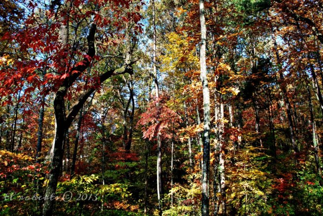 woods in autumn foliage