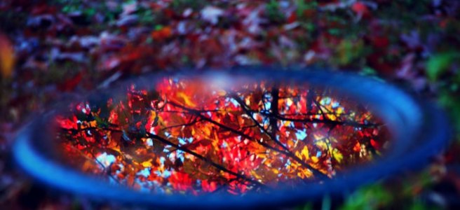 leaves reflected in a birdbath