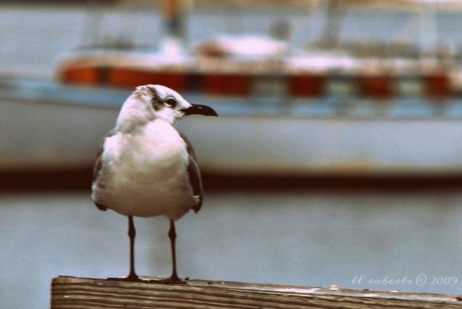 seagull at marina