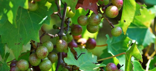 wild muscadine grapes
