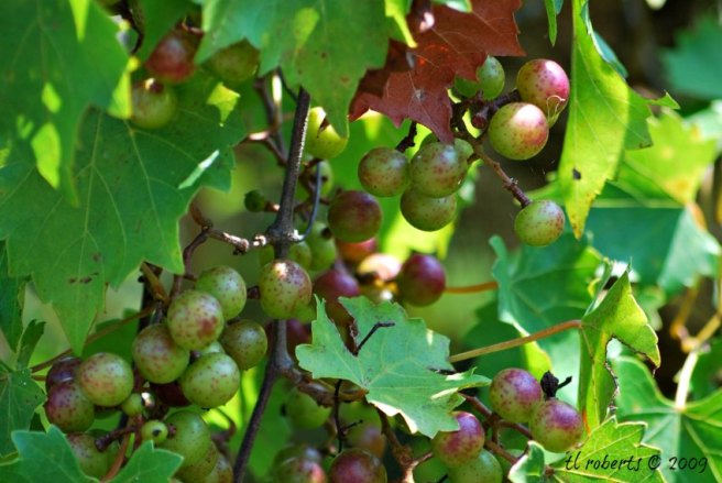wild muscadine grapes