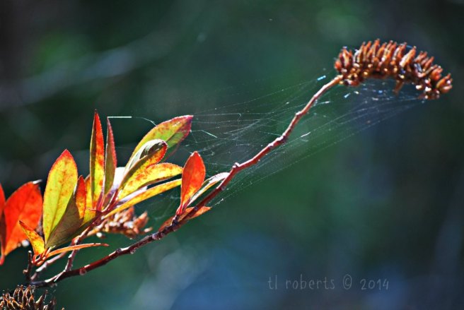glimmering spiderweb