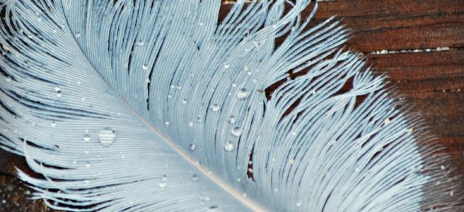 macro of white feather